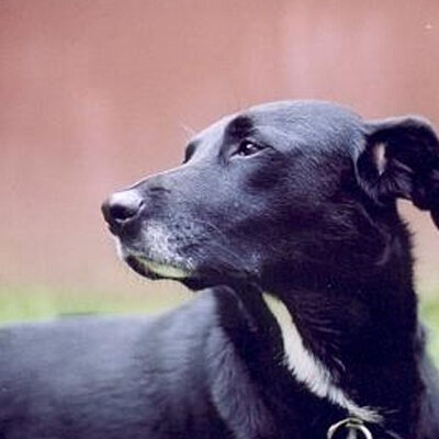 Diet Plan & Health Support Consultation