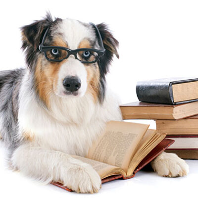 Picture of dog with glasses and a pile of textbooks