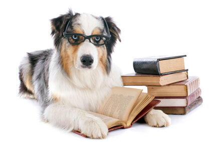 Picture of dog with glasses and a pile of textbooks