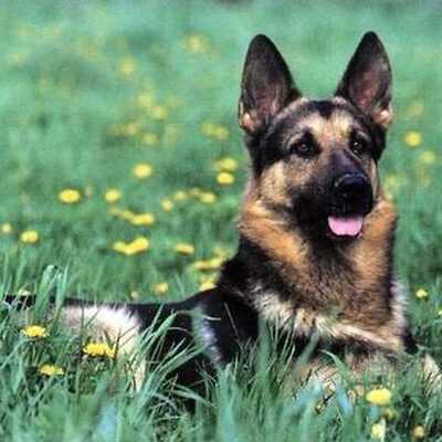 Herbal Consultation - German Shepherd dog lying in a field of wild flowers