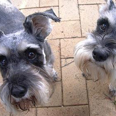 Phone Consultation Short - German Schnauzers