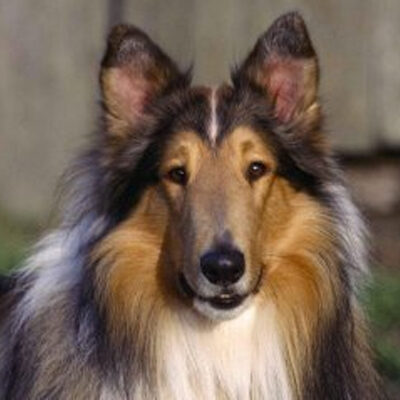 Proactive Recipe - Picture of Collie Dog