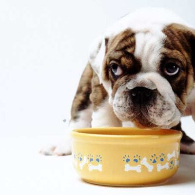 Support and Follow-up - picture of puppy eating