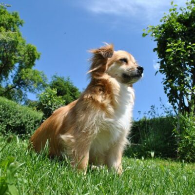 Dog Sitting on side of hill looking out over countryside