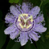 Practical Herbalism - Picture of Passion Flower