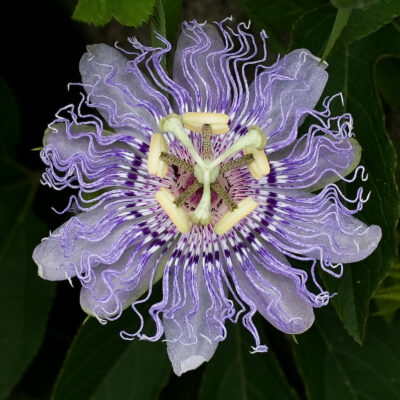Practical Herbalism - Picture of Passion Flower