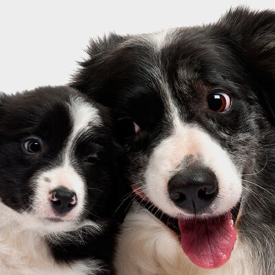 Picture of adult dog with puppy