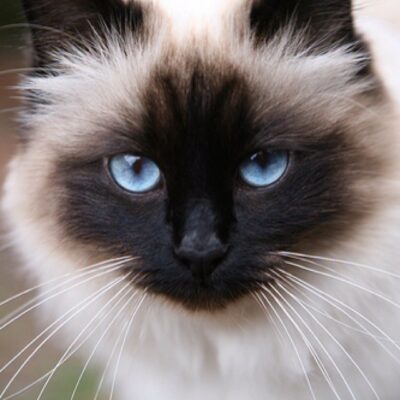 Head Shot Siamese Cat