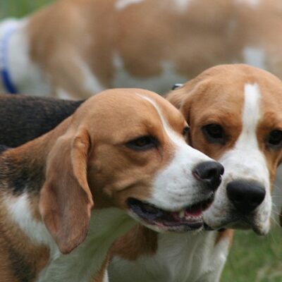 Email Consult - Beagles nose-to-nose
