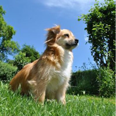 dog-410948_1280-425x284-1