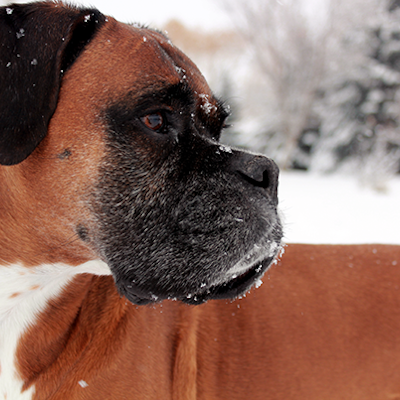 Custom Order - Image of Boxer Dog