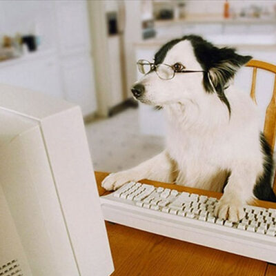 Canine Dietary Formulation - Image of dog working at a computer