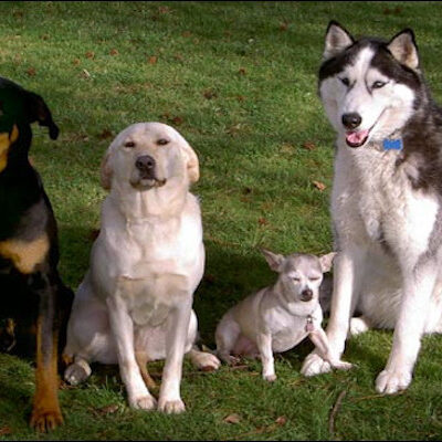 Super Tutorial Image - picture of four dogs