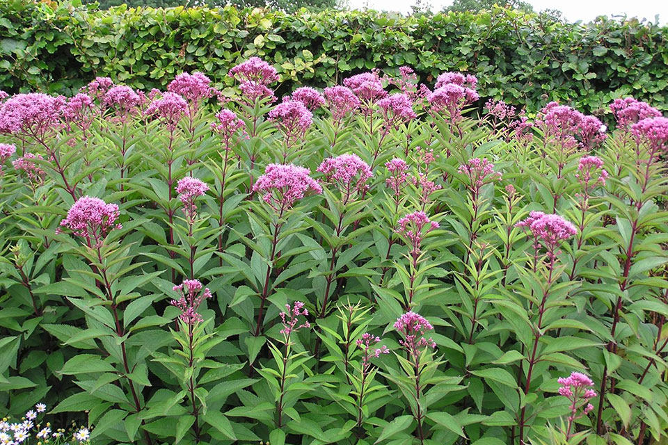 Large clump of Sweet Joe-Pye weed in a garden