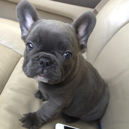 Image of Blue Bridle French Bulldog puppy