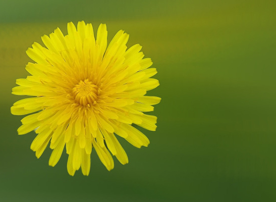 Dandelion