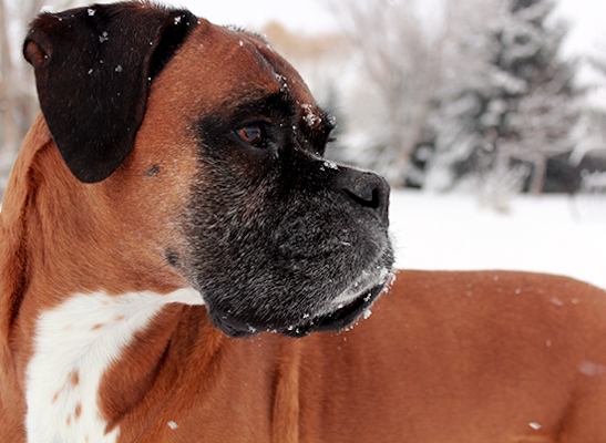 Boxer dog