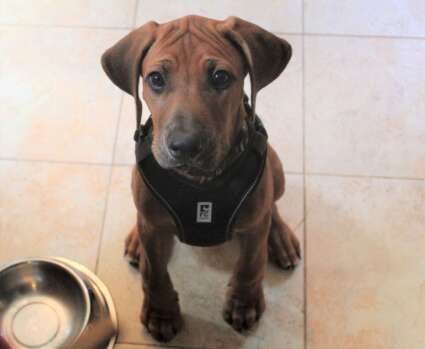 Ridgeback puppy named Gabriel sitting by food bowl wearing a black harness