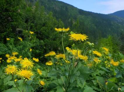 Large yellow flowers. Herbalism