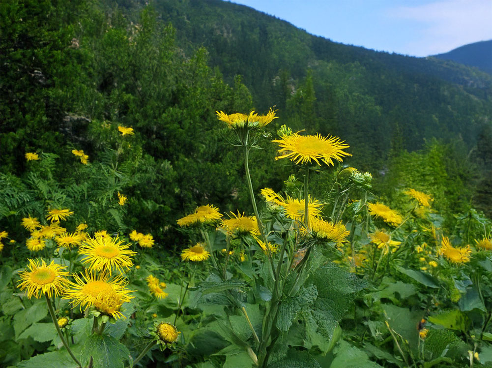 Large yellow flowers. Herbalism