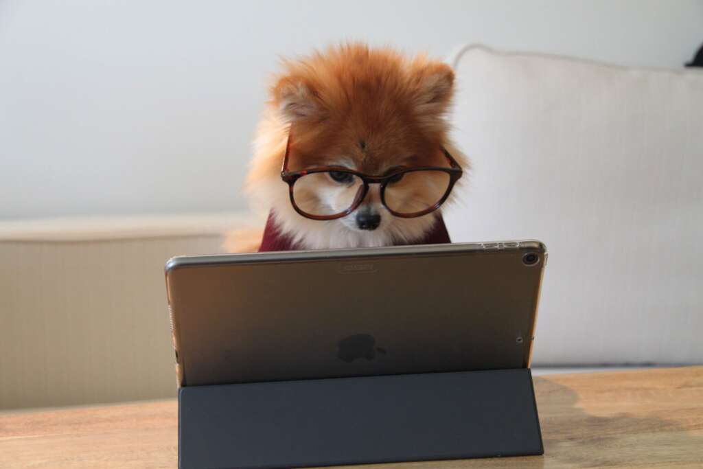 picture of a pomeranian dog with glasses apparently reading from a computer