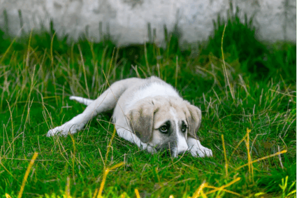 Puppy lying on grass a post on Purina