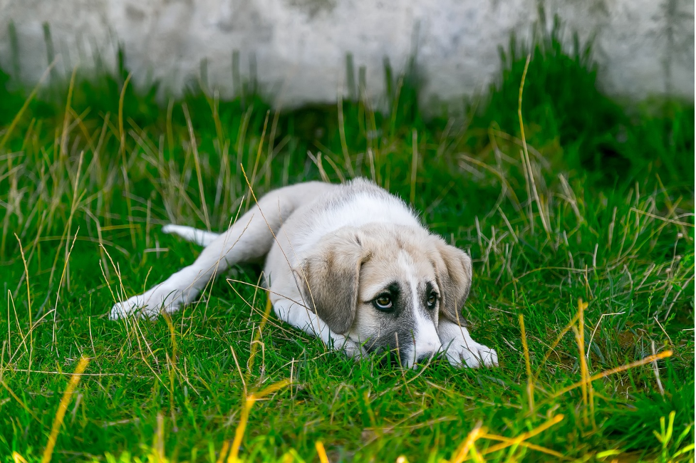 Puppy lying on grass a post on Purina