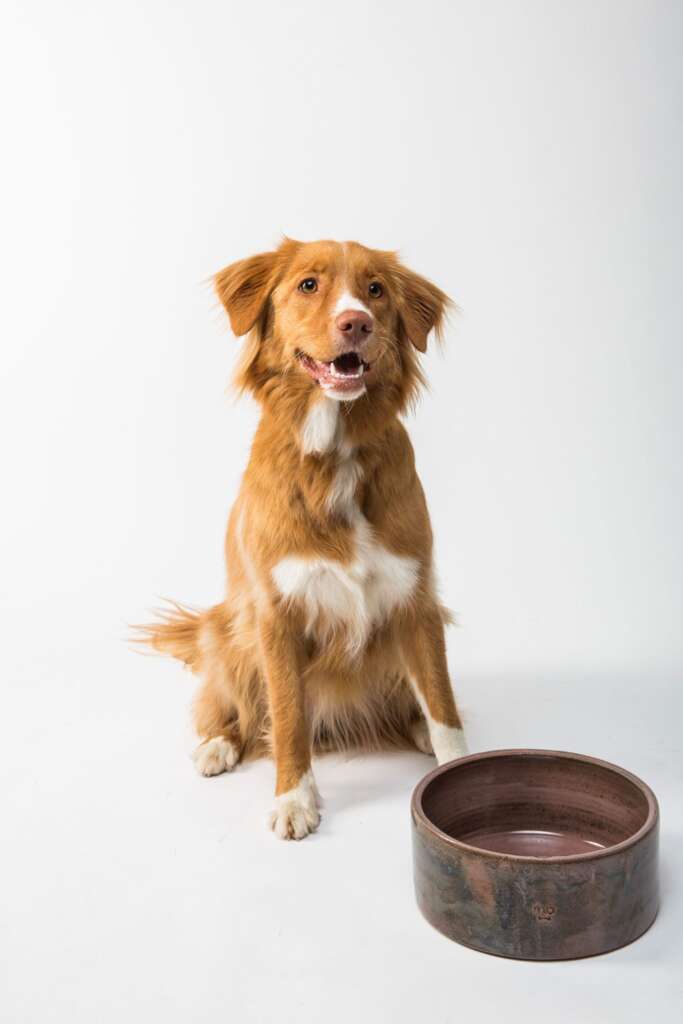 Dog at food bowl waiting