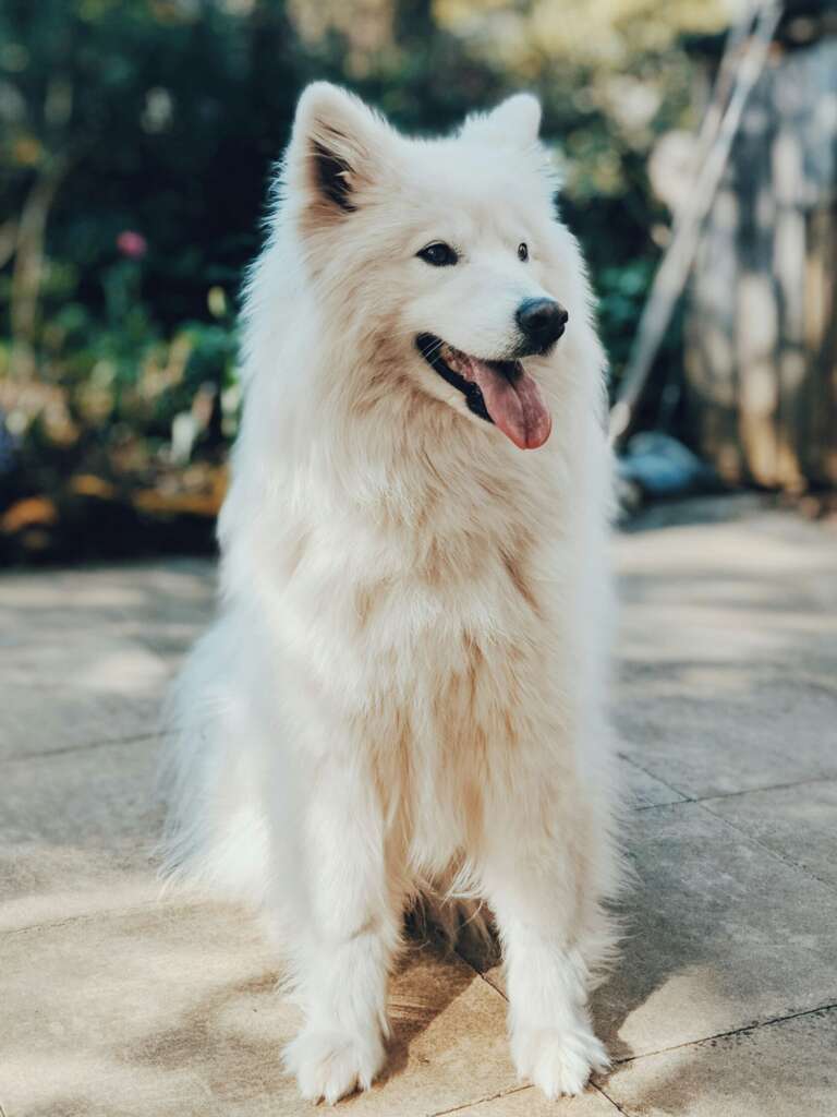 Samoyed dog